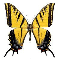 PAPILIO MULTICAUDATA GRANDIOSUS